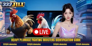 Heavy Plumage Fighting Roosters Identification Guide