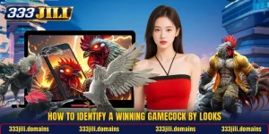 How To Identify A Winning Gamecock By Looks