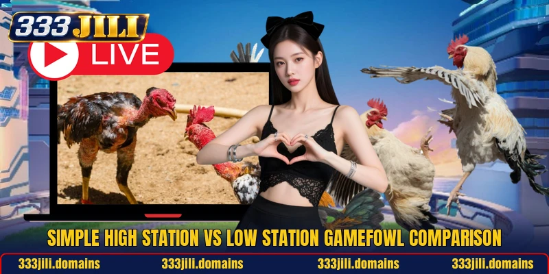 Simple high station vs low station gamefowl comparison